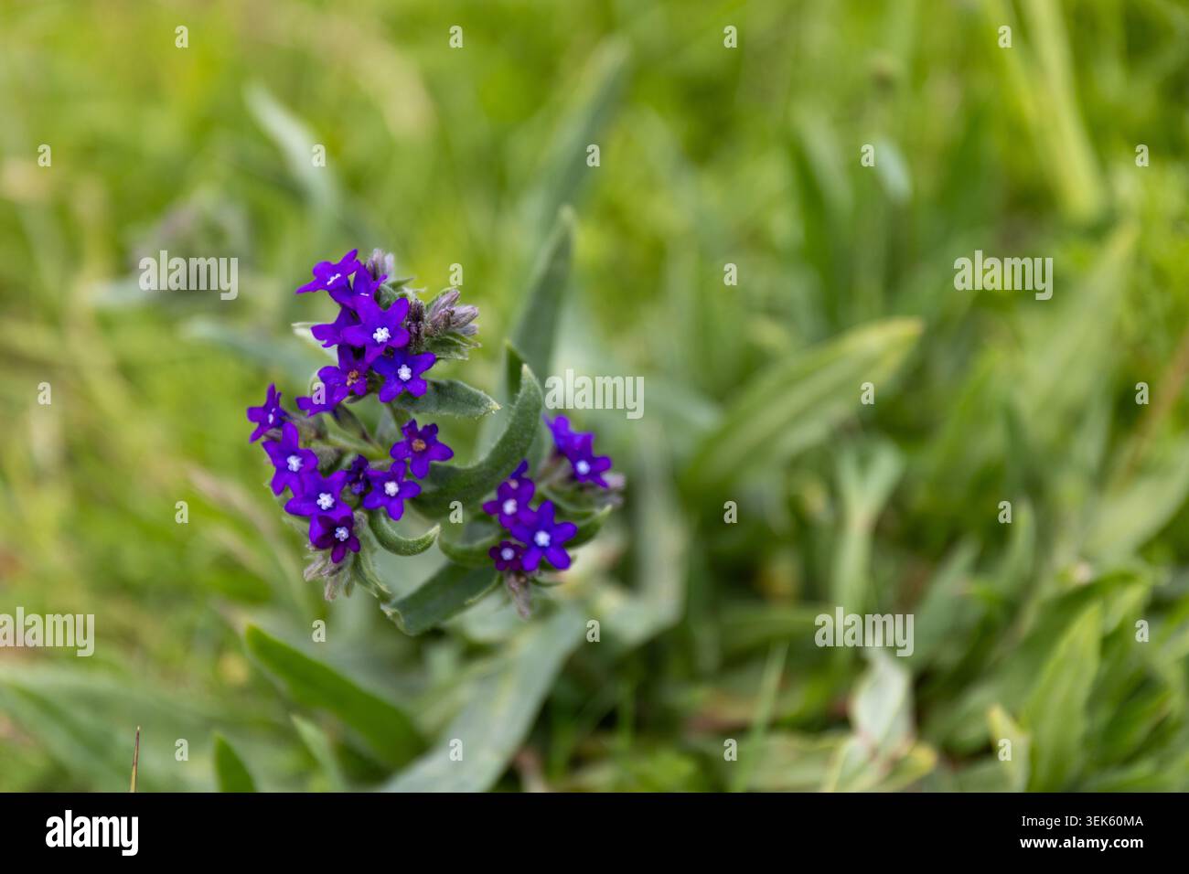 Anchusa officinalis, gewöhnlicher Bugloss oder Alkanet. Kleine violette Blüte Stockfoto