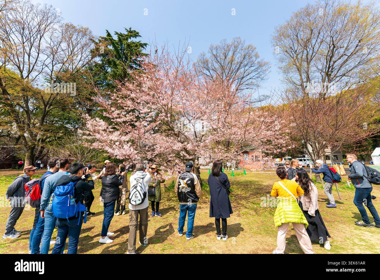 Menschen, Japaner und Touristen, machen Fotos von einem Kirschblütenbaum im Ueno Park in der Frühlingssonne. Stockfoto