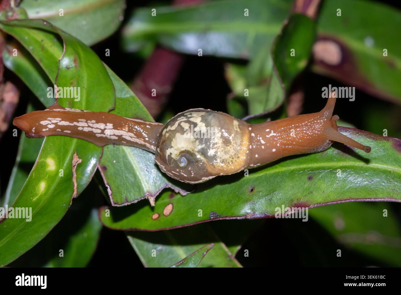 Weißfleckige Pinwheel Schnecke (Cucullarion albimaculosus) auf Regenwaldlaub bei Nacht, Numinbah, New South Wales, Australien. Stockfoto