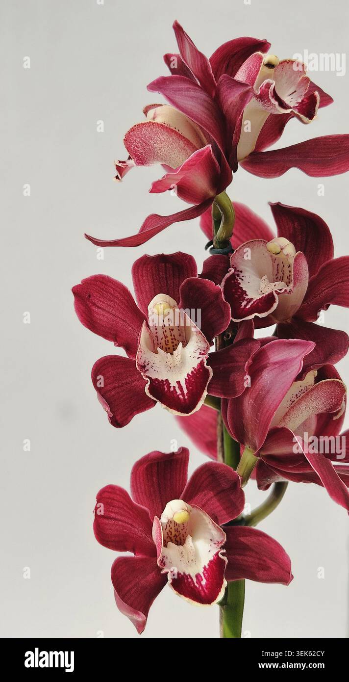 Dunkelrote Cymbidium-Orchideenspitze mit mehreren Blüten und cremegefleckter Labellum vor hellem Hintergrund, Jardim Botânico, Rio de Janeiro, Brazi Stockfoto