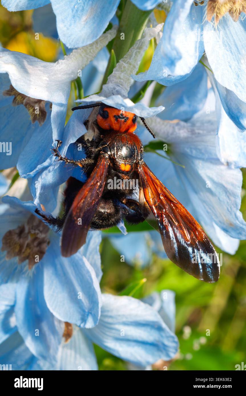Ein großes Insekt mit markantem orangefarbenen Kopf und dunklem Körper schmiegt sich an eine Gruppe aus weichen blauen Delfinblüten und zeigt komplizierte Flügeldetails Stockfoto