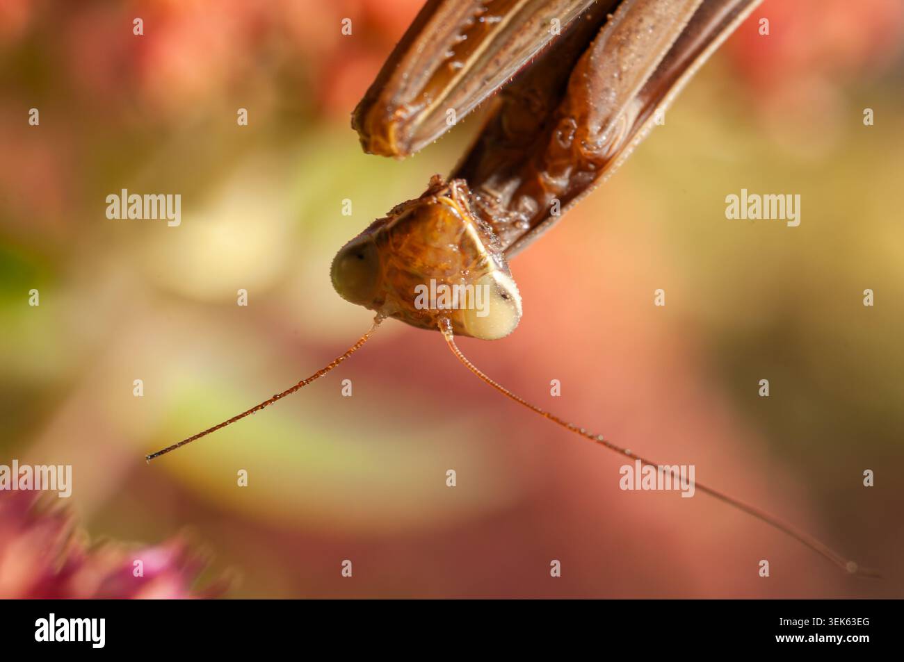 Makroaufnahme eines betenden Mantiskopfes mit grossen zusammengesetzten Augen und empfindlichen Antennen Stockfoto
