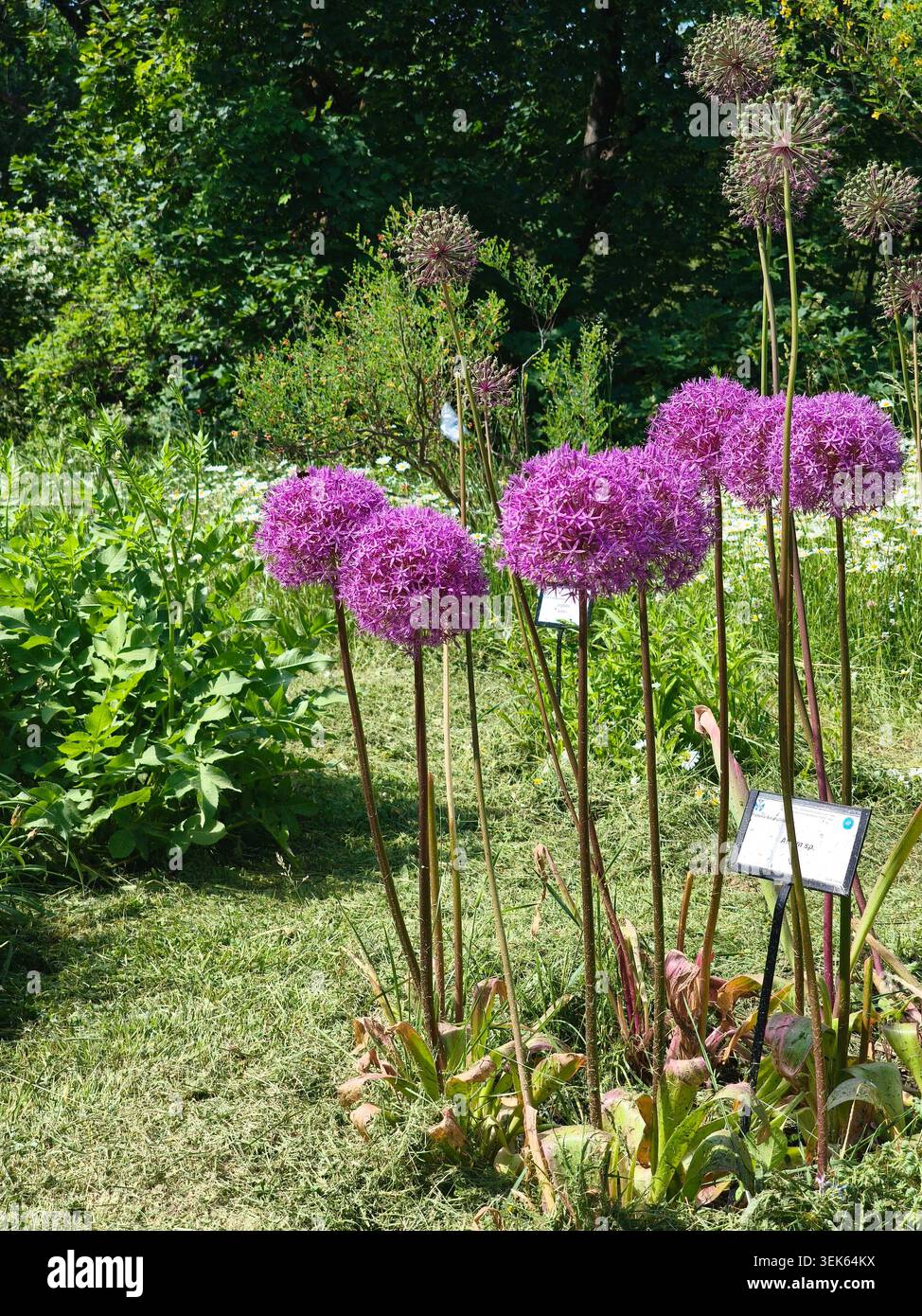 Leuchtend violette allium-Blüten blühen in einem sonnigen botanischen Garten mit einem Feld weißer Gänseblümchen im Hintergrund. Stockfoto