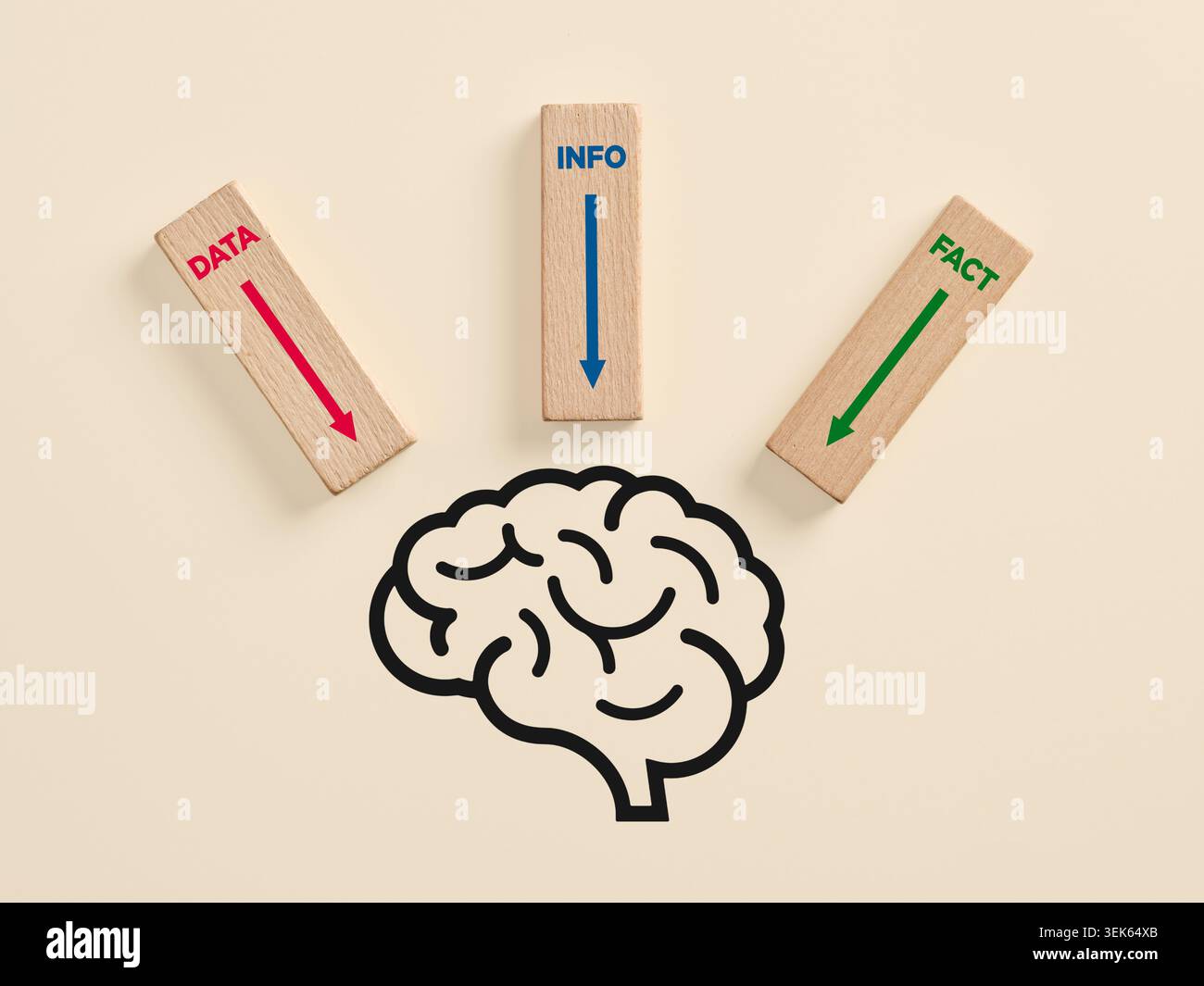 Menschliche Gehirnillustration, die Daten, Informationen und Fakten empfängt und Konzepte von Wissen und Intelligenz repräsentiert Stockfoto