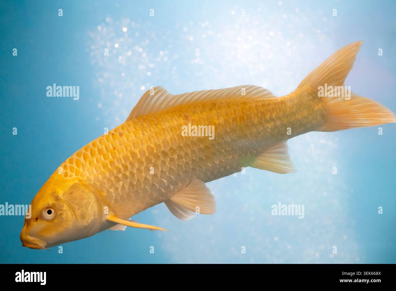 Goldgelber Ogon Koi-Karpfen Stockfoto