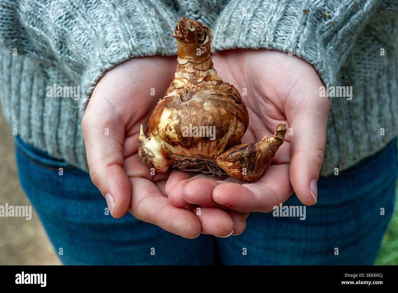 Eine junge Frau, die eine große Birne in den Händen hält. Stockfoto