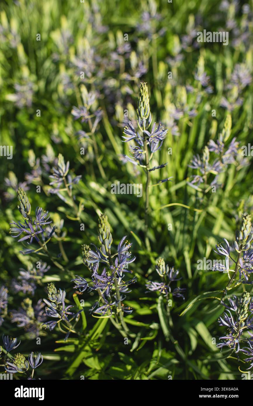 Zarte lila camas-Lilie blüht auf einem grünen Feld Stockfoto
