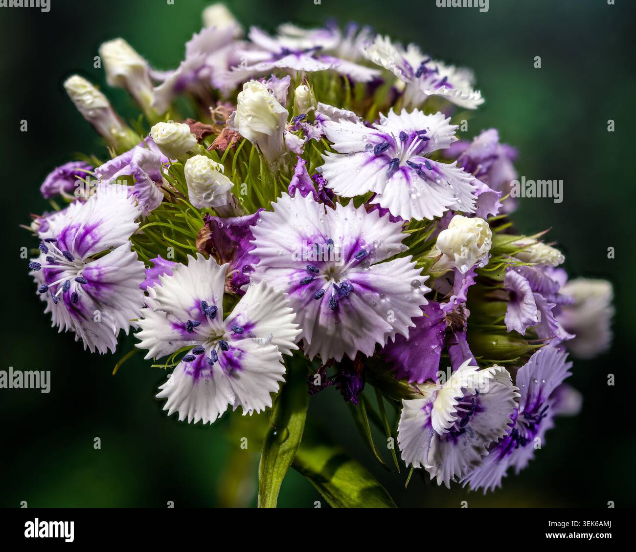 Tender Lilac Sweet William Dianthus Blumen auf grünem Hintergrund Stockfoto