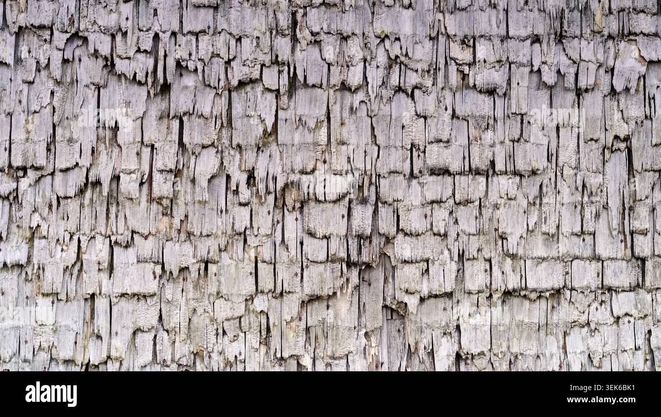 Die Wand aus verwittertem Holz zeigt Schichten abblätternder Farbe und freiliegende Texturen im Nachmittagslicht Stockfoto