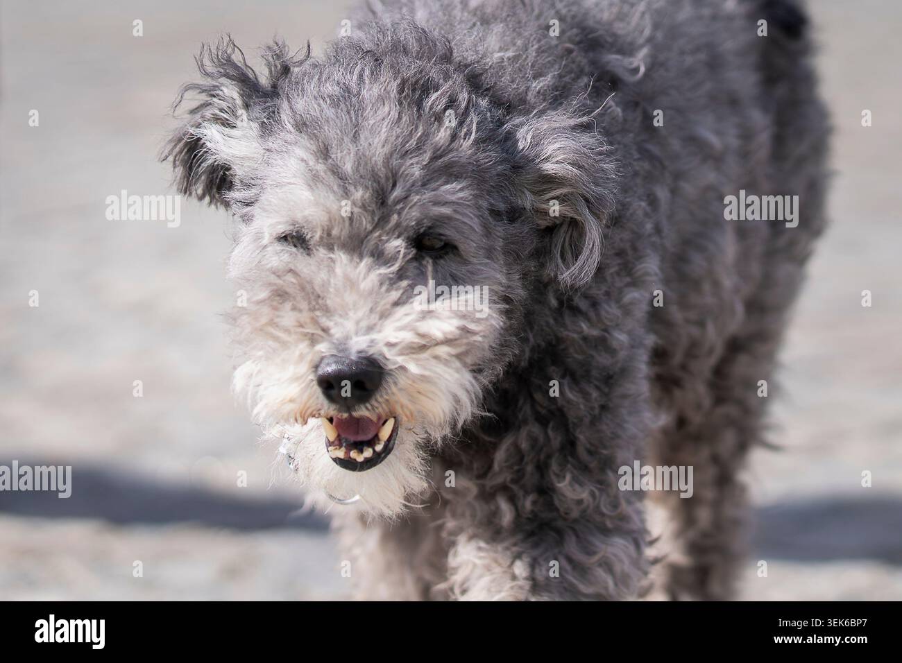 Ungarischer Pumi-Hund, der über einen sonnendurchfluteten Kopfsteinpflasterplatz läuft und sein unverwechselbares lockiges Fell, seinen lebendigen Ausdruck und sein energisches Temperament zeigt. Stockfoto