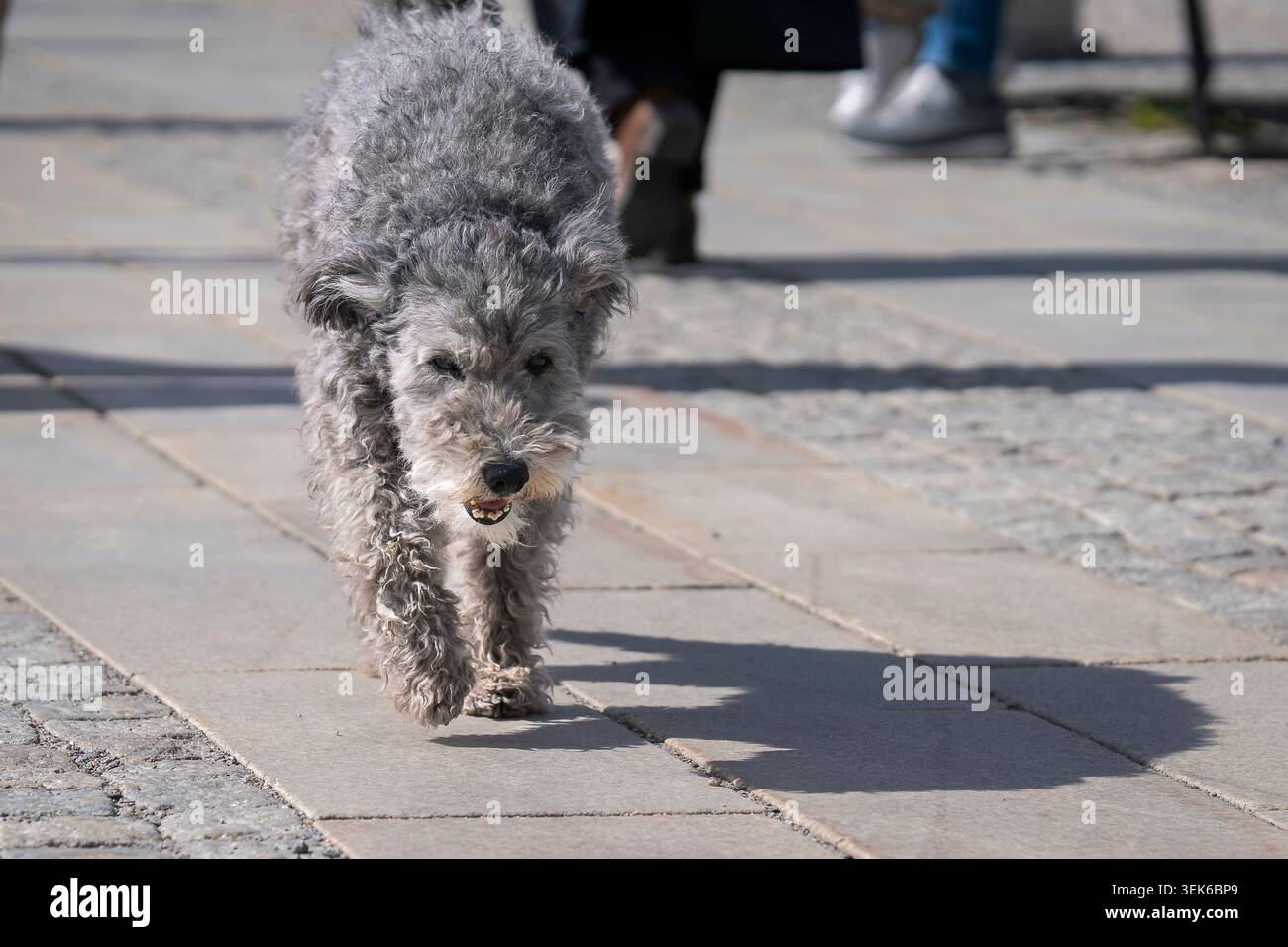 Ungarischer Pumi-Hund, der über einen sonnendurchfluteten Kopfsteinpflasterplatz läuft und sein unverwechselbares lockiges Fell, seinen lebendigen Ausdruck und sein energisches Temperament zeigt. Stockfoto