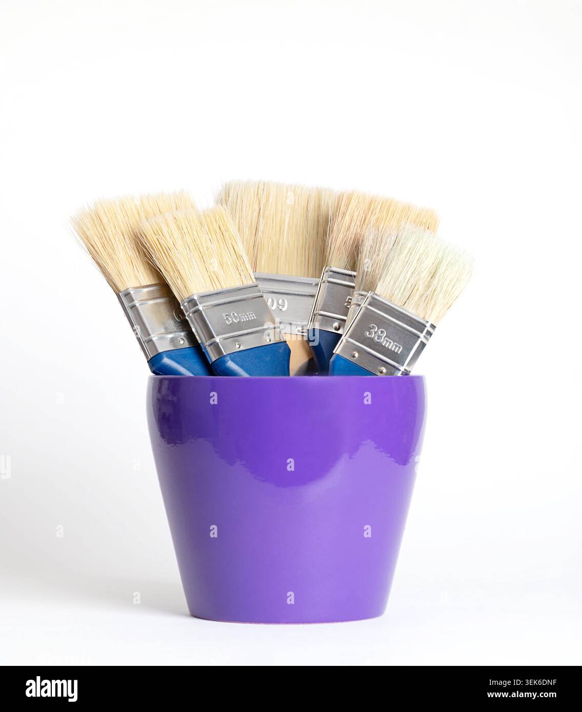 Flache Bürsten mit natürlichen hellen Borsten in einem violetten Blumentopf. Fünf dicke Pinsel unterschiedlicher Breite, in einen Blumentopf gelegt. Stockfoto