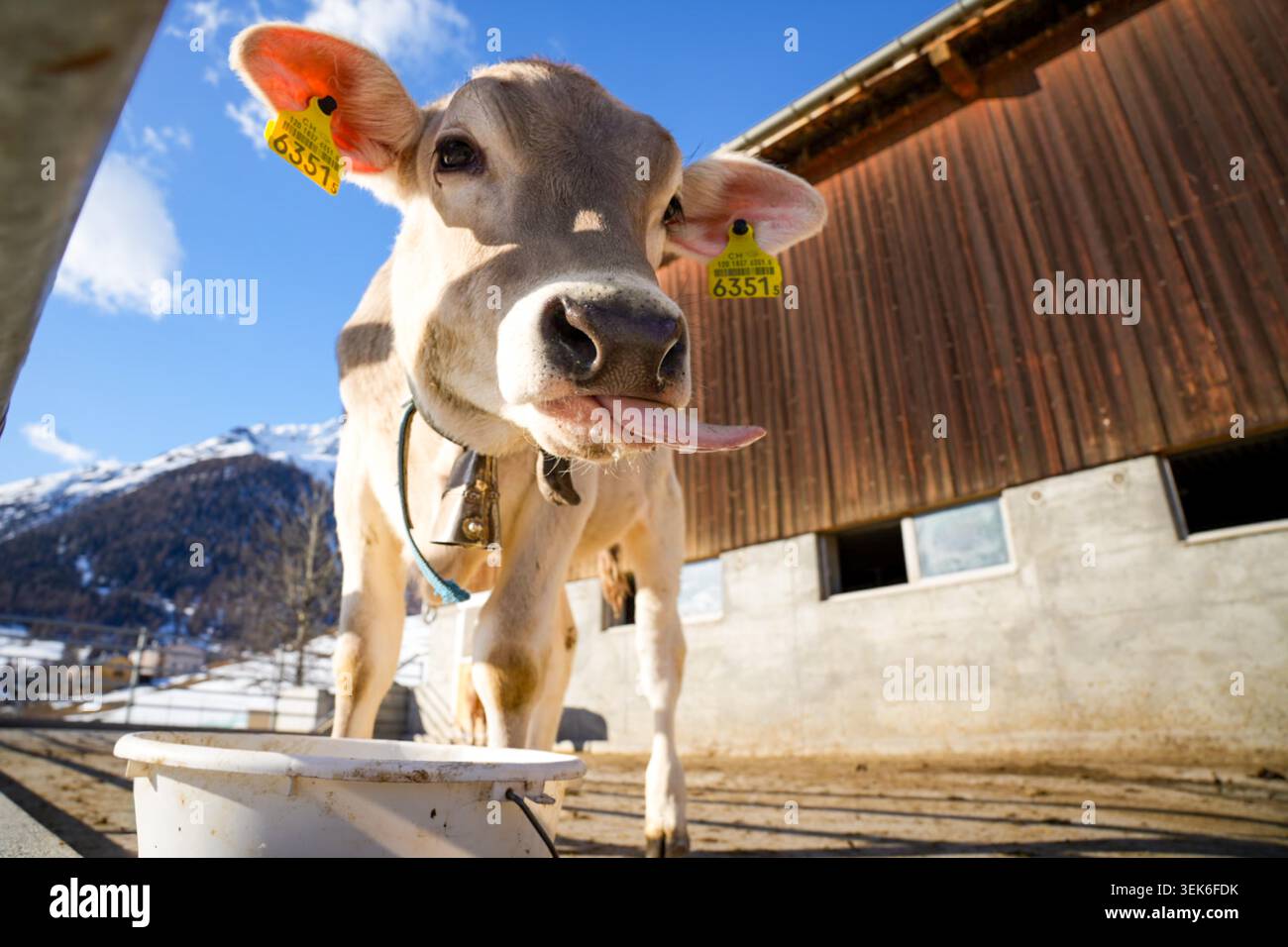 Das Kalb streckt seine Zunge auf der Suche nach Nahrung heraus Stockfoto
