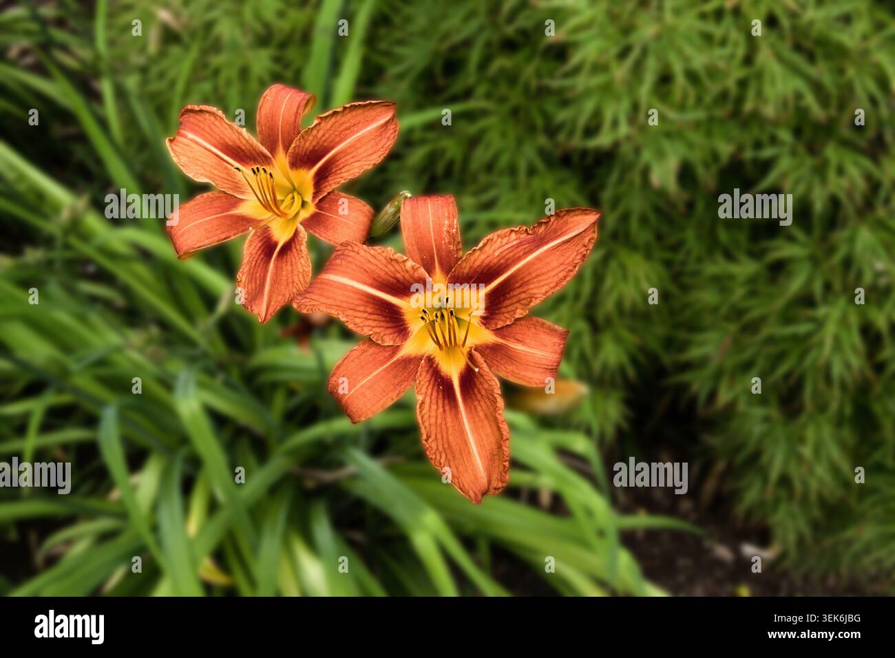 Orange daylily Hemerocallis fulva Stockfoto