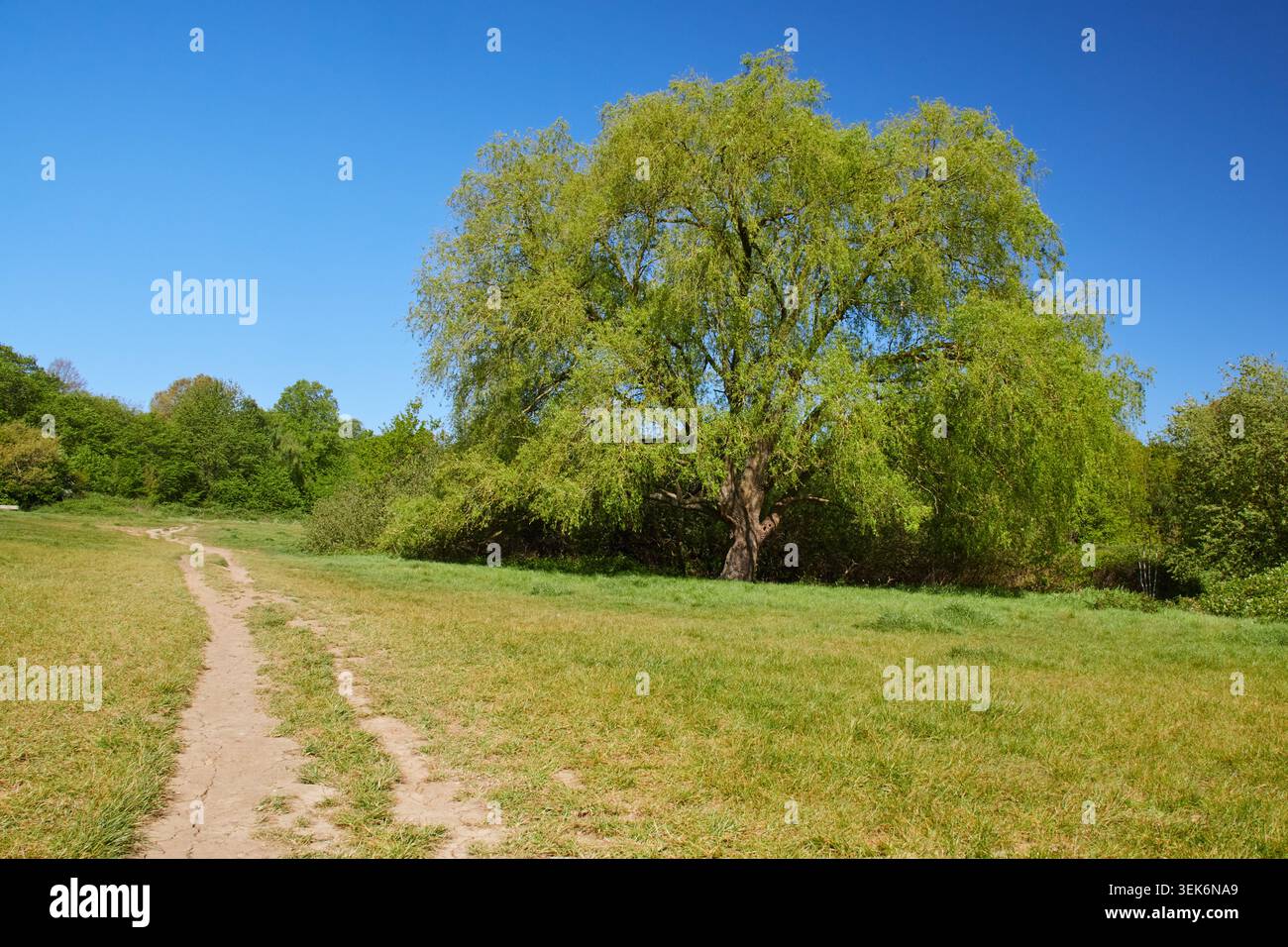 Hampstead Heath - Landschaft Stockfoto