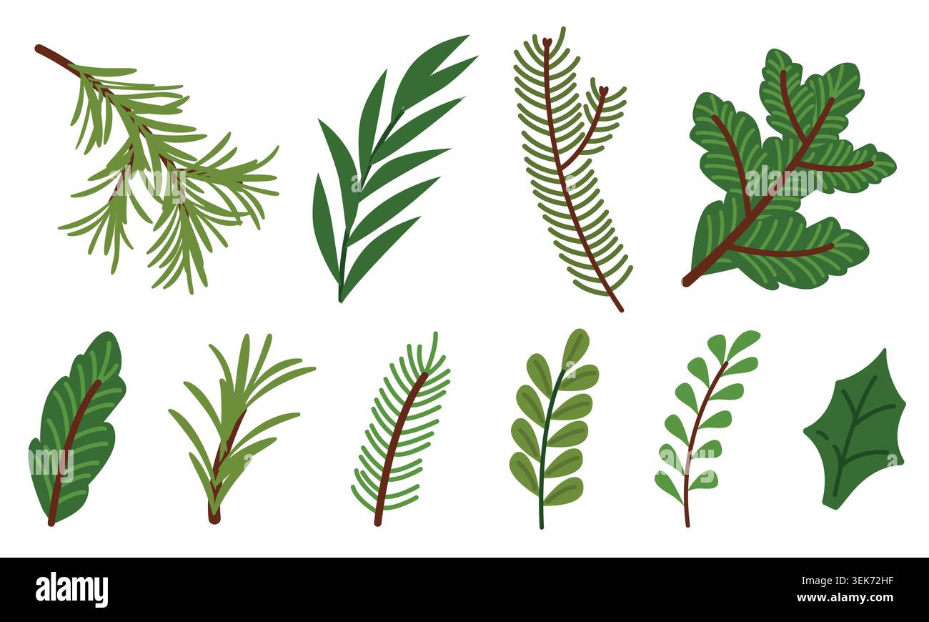 Evergreen-Verzweigungsset. Kiefer, Tanne, Fichte Blätter Vektor, Winter Botanische Sammlung Stock Vektor