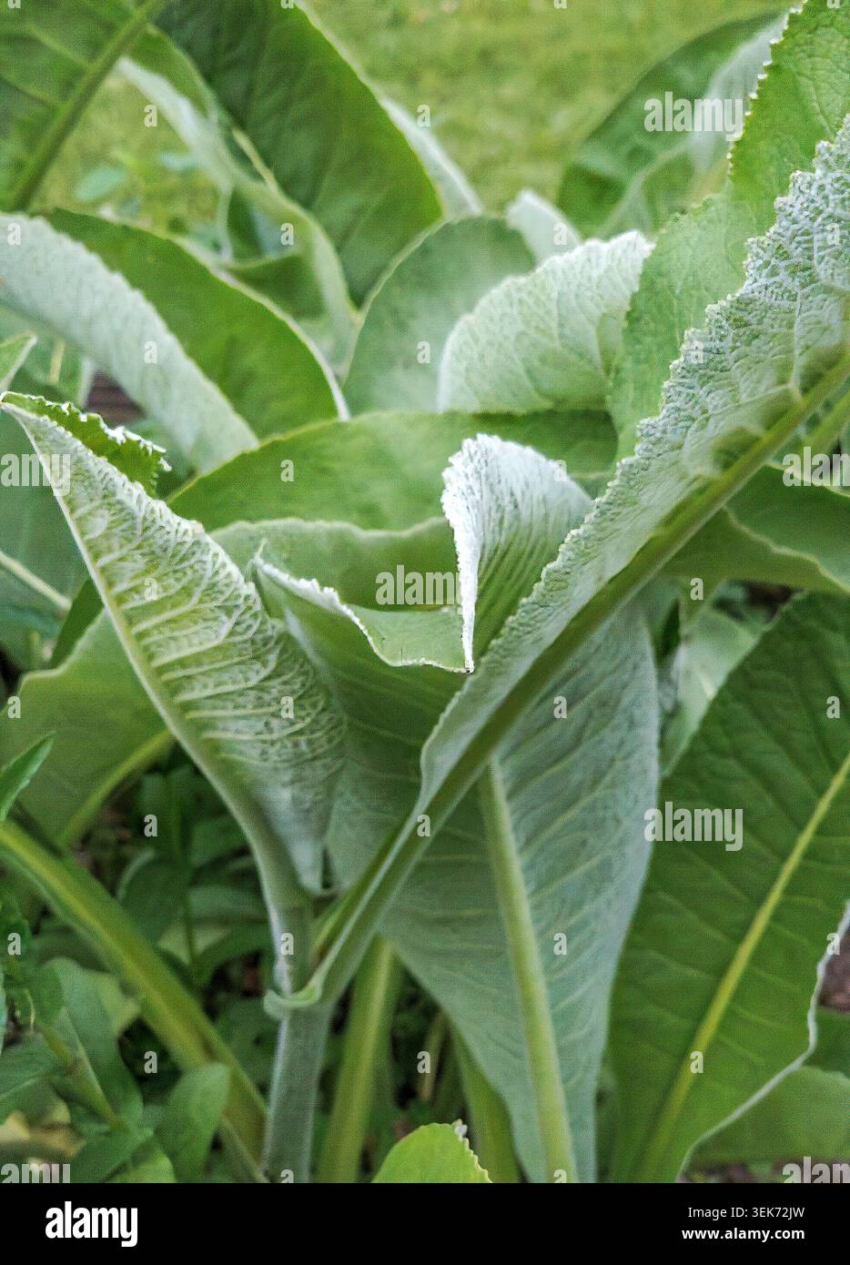 Elekampan (Inula helenium) Asteraceae, Blätter Stockfoto