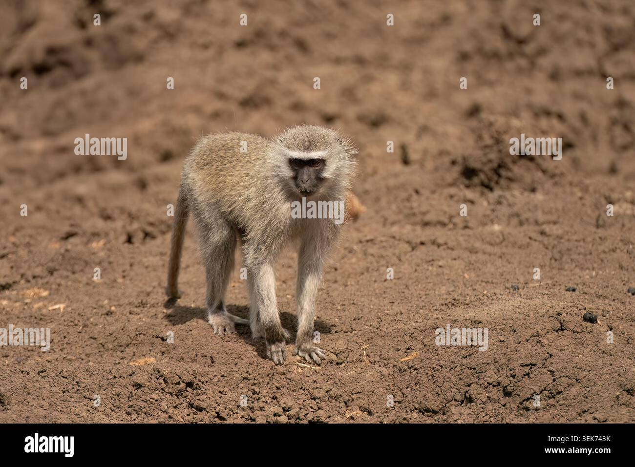Vervet Monkey (Cercopithecus aethiops) Pilanesberg Nature Reserve, Südafrika Stockfoto