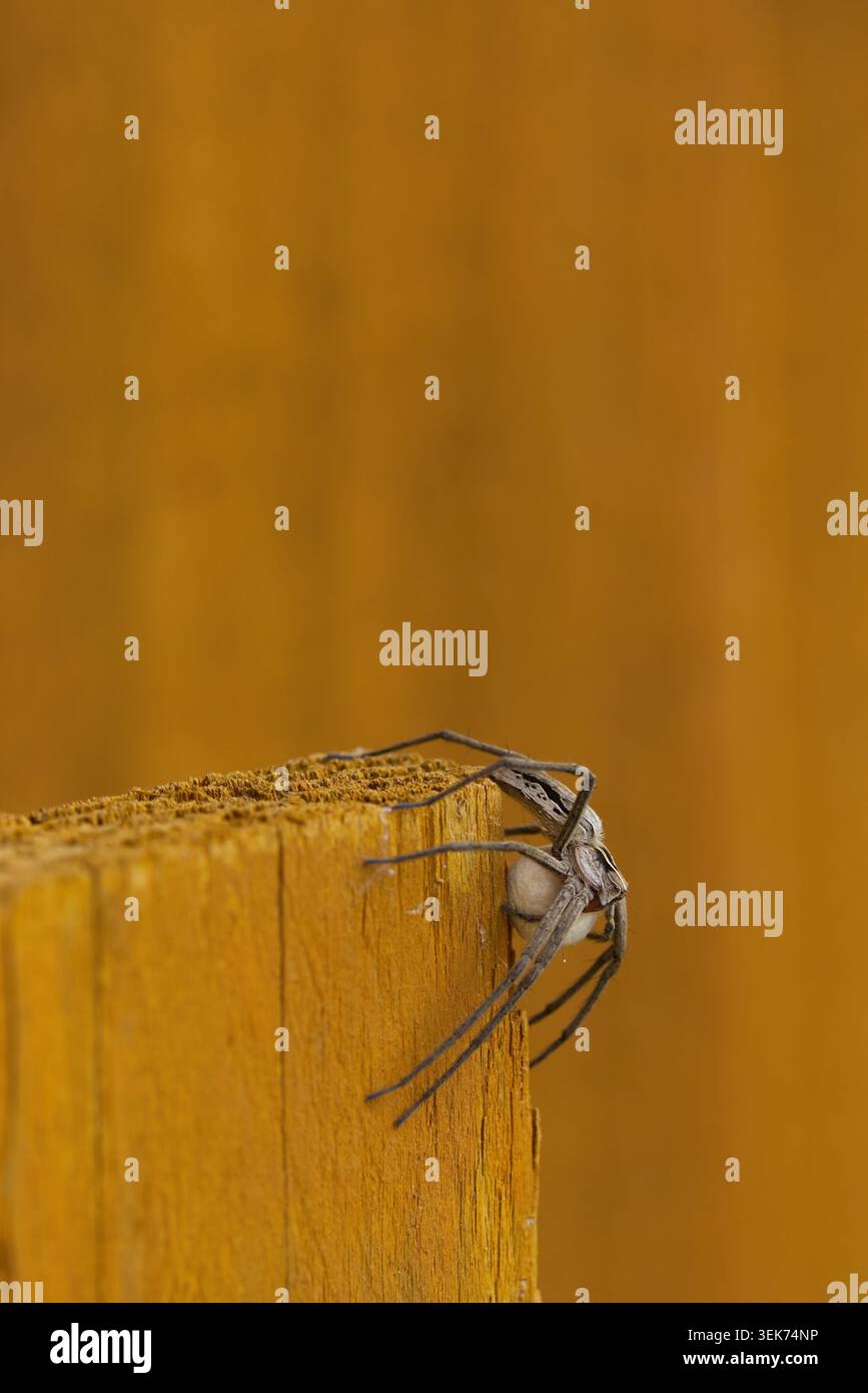 Spinne mit Eiersack Kindergarten Spinnennetz Pisaura mirabilis, weiblicher großer schlanker, hellgrau brauner Körper mit dunklen Streifen entlang langer Beine auf Holz Stockfoto