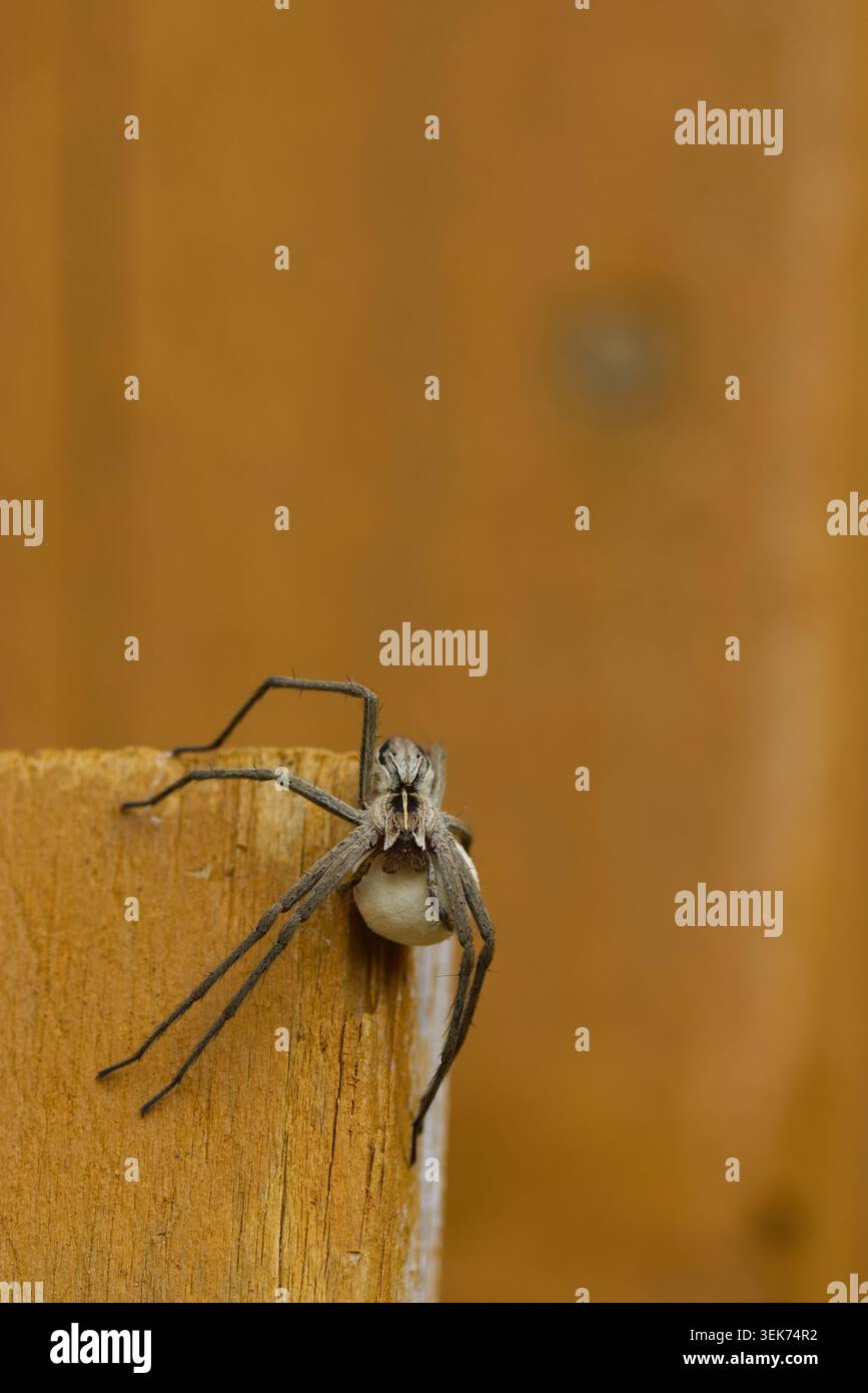 Spinne mit Eiersack Kindergarten Spinnennetz Pisaura mirabilis, weiblicher großer schlanker, hellgrau brauner Körper mit dunklen Streifen entlang langer Beine auf Holz Stockfoto
