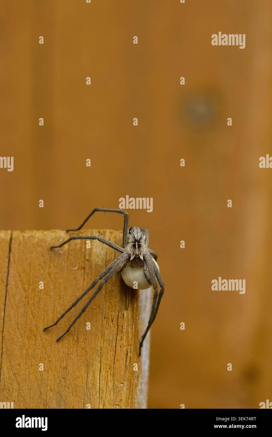 Spinne mit Eiersack Kindergarten Spinnennetz Pisaura mirabilis, weiblicher großer schlanker, hellgrau brauner Körper mit dunklen Streifen entlang langer Beine auf Holz Stockfoto