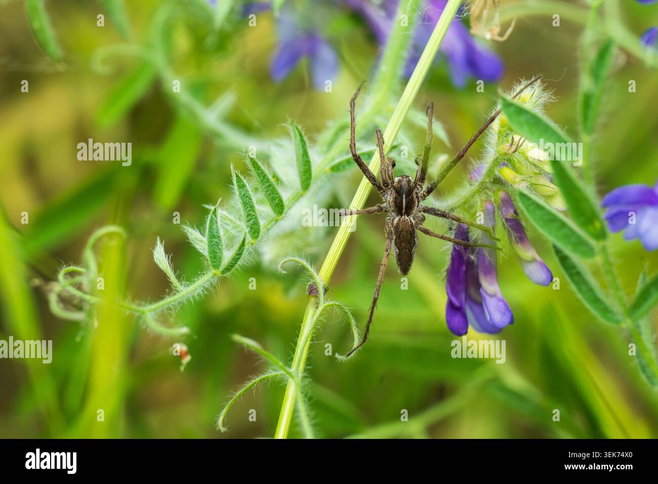 Eine Spinne auf einer Pflanze auf einer Wiese Stockfoto
