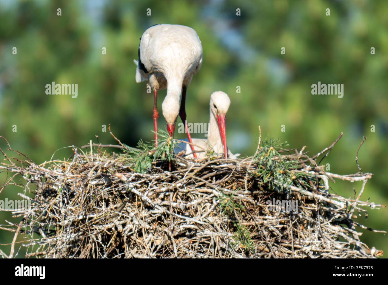 Weiße Störche auf dem Nest. Lateinischer Name - Ciconia ciconia Stockfoto