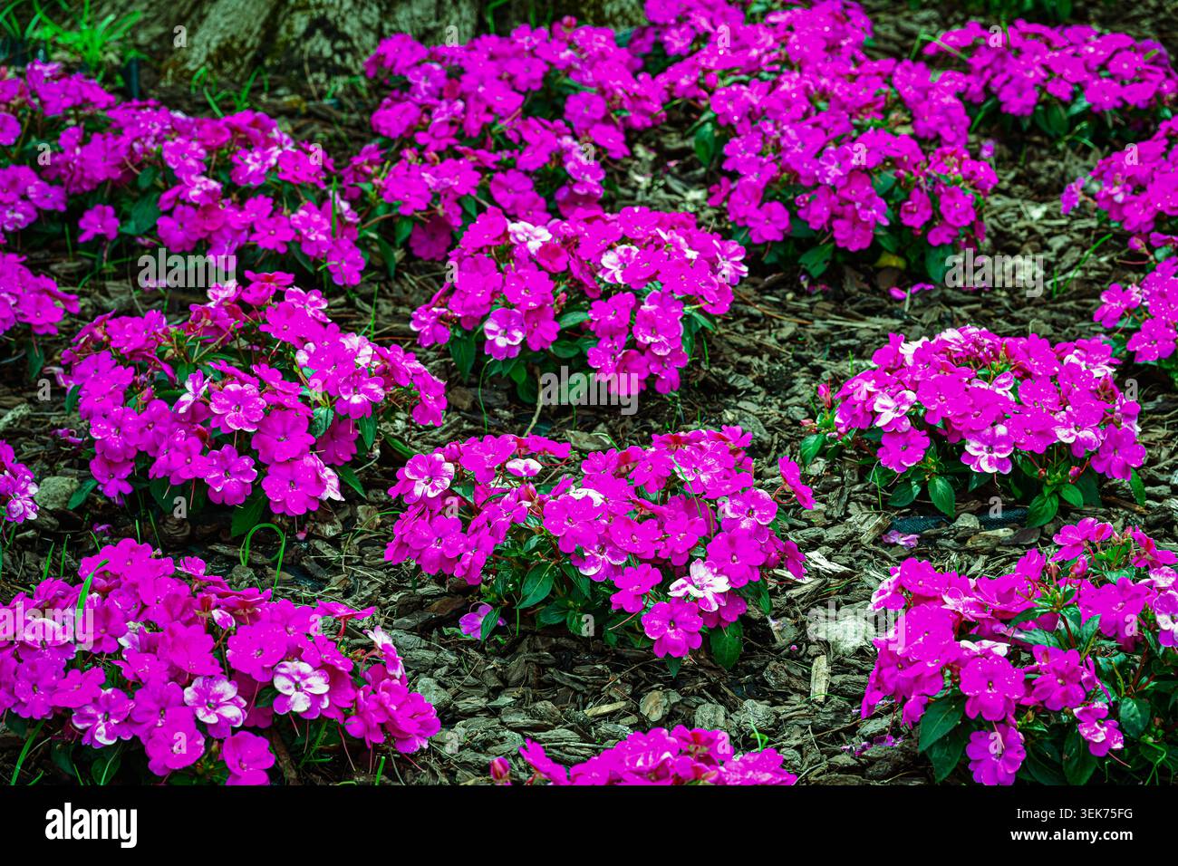 Farbenfrohe rosa blühende Pflanzen blühen in einem Gartenbeet Stockfoto