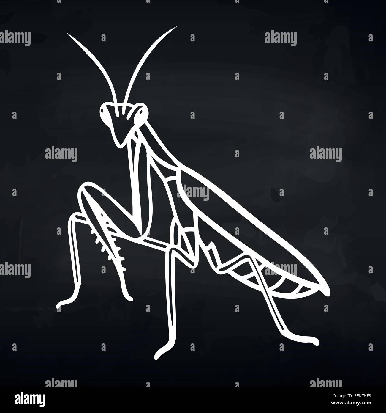 Weiße Linie Illustration eines Mantis-Insekts auf schwarzem Hintergrund, die detaillierte anatomische Merkmale und eine markante Körperstruktur in einem minimalistischen Stil zeigt Stock Vektor
