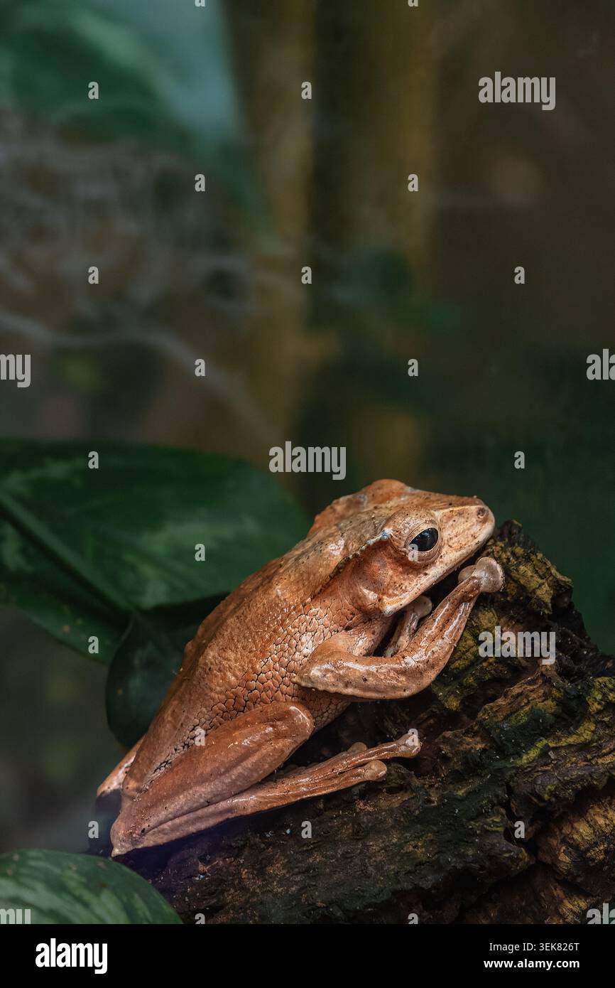 WIEN, ÖSTERREICH - 10. JULI 2024: Brauner Baumfrosch ruht auf einem moosigen Holzzweig im Zoo Schönbrunn Stockfoto