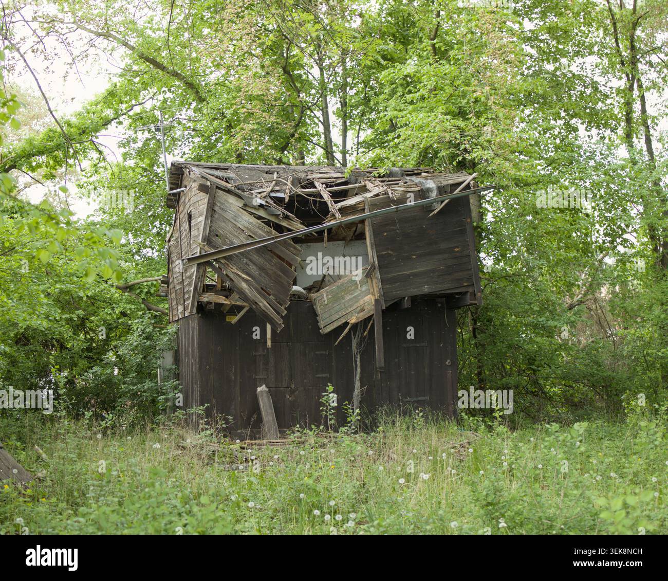 Alte verlassene Holzschuppen in fortgeschrittenem Zustand des Verfalls umgeben von grüner Vegetation. Verwitterte Struktur mit eingestürztem Dach, versteckt in Waldlandschaft Stockfoto