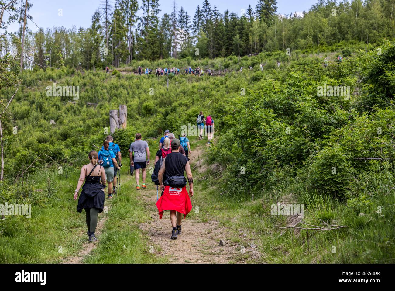 Bei einer der Aufstiege während des 14. Frankenwaldmarathons durchläuft der Wald eine deutliche Transformation: Tote Fichtenstümpfe, die durch Rindenkäfer und Dürrestress in den letzten Jahren entstanden sind, wechseln sich mit Reihen neu gepflanzter Setzlinge in Schutzhüllen ab. Die staatliche forstkommission konzentriert sich bei ihren Aufforstungsbemühungen auf Mischbaumarten. Ludwigsstadt, Bayern, Deutschland Stockfoto