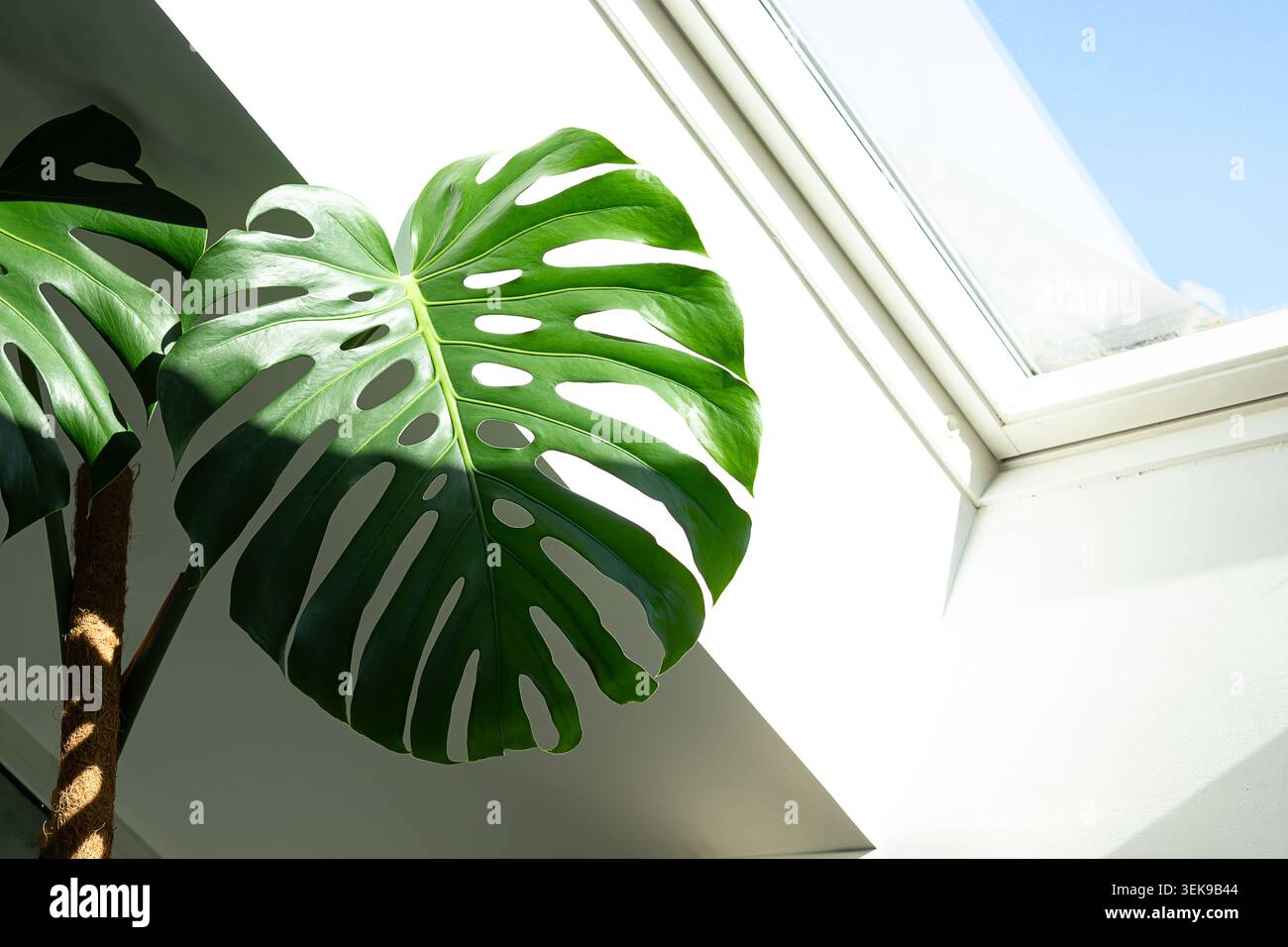 Großes grünes Monstera-Blatt befindet sich in der Nähe eines Oberlichts, wobei natürliches Licht seine markante Blattstruktur und satte grüne Farbe unterstreicht Stockfoto