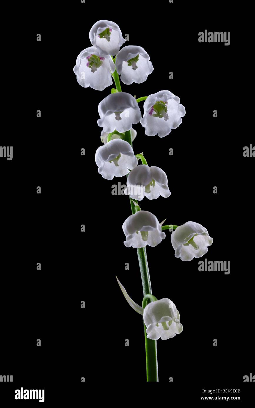 Lily of the Valley Stiel mit weißen Glockenblumen auf schwarzem Hintergrund Stockfoto