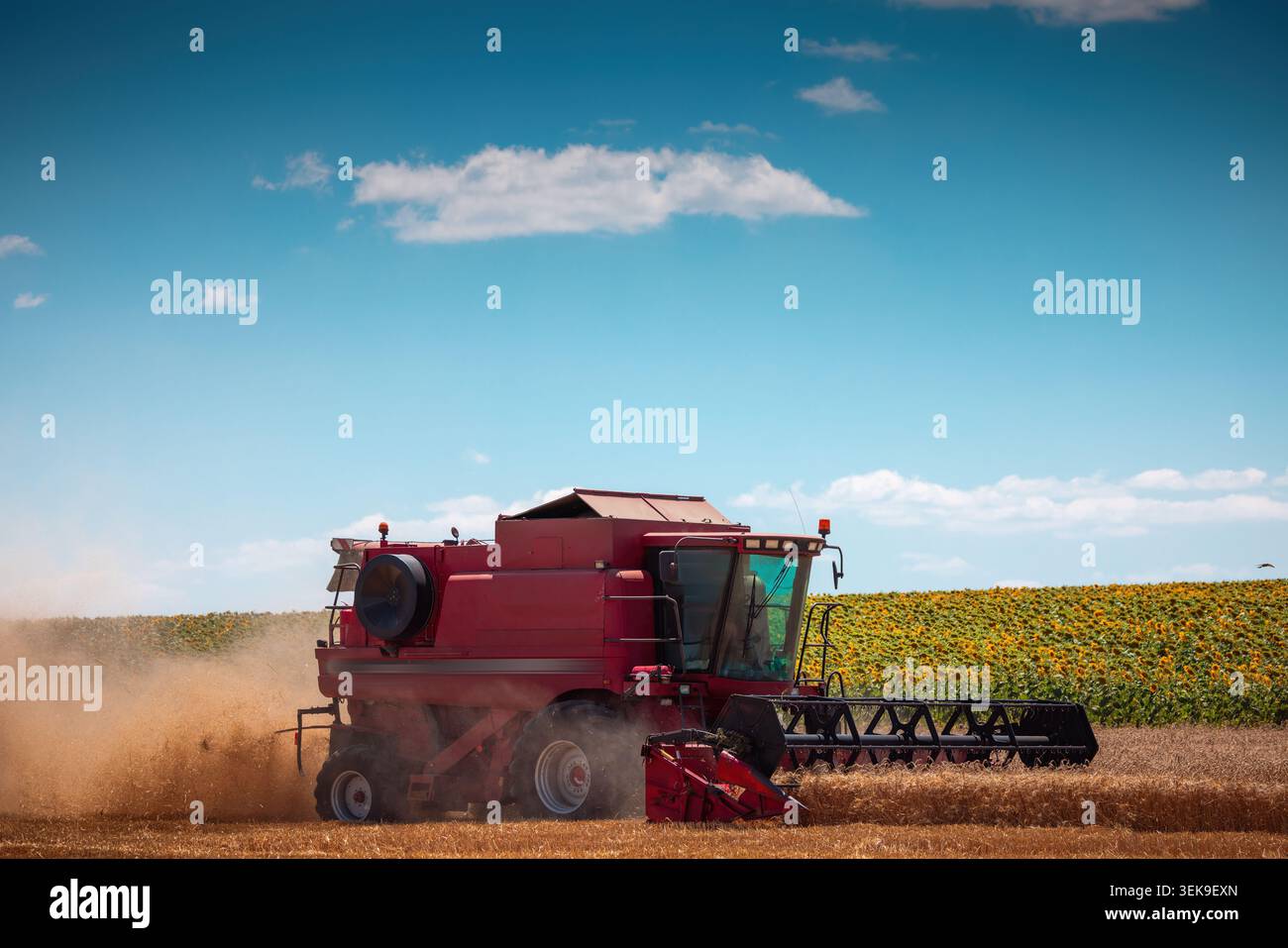 Mähdrescher ernten reifes Weizengut auf einem goldenen Feld an einem sonnigen Tag. Stockfoto
