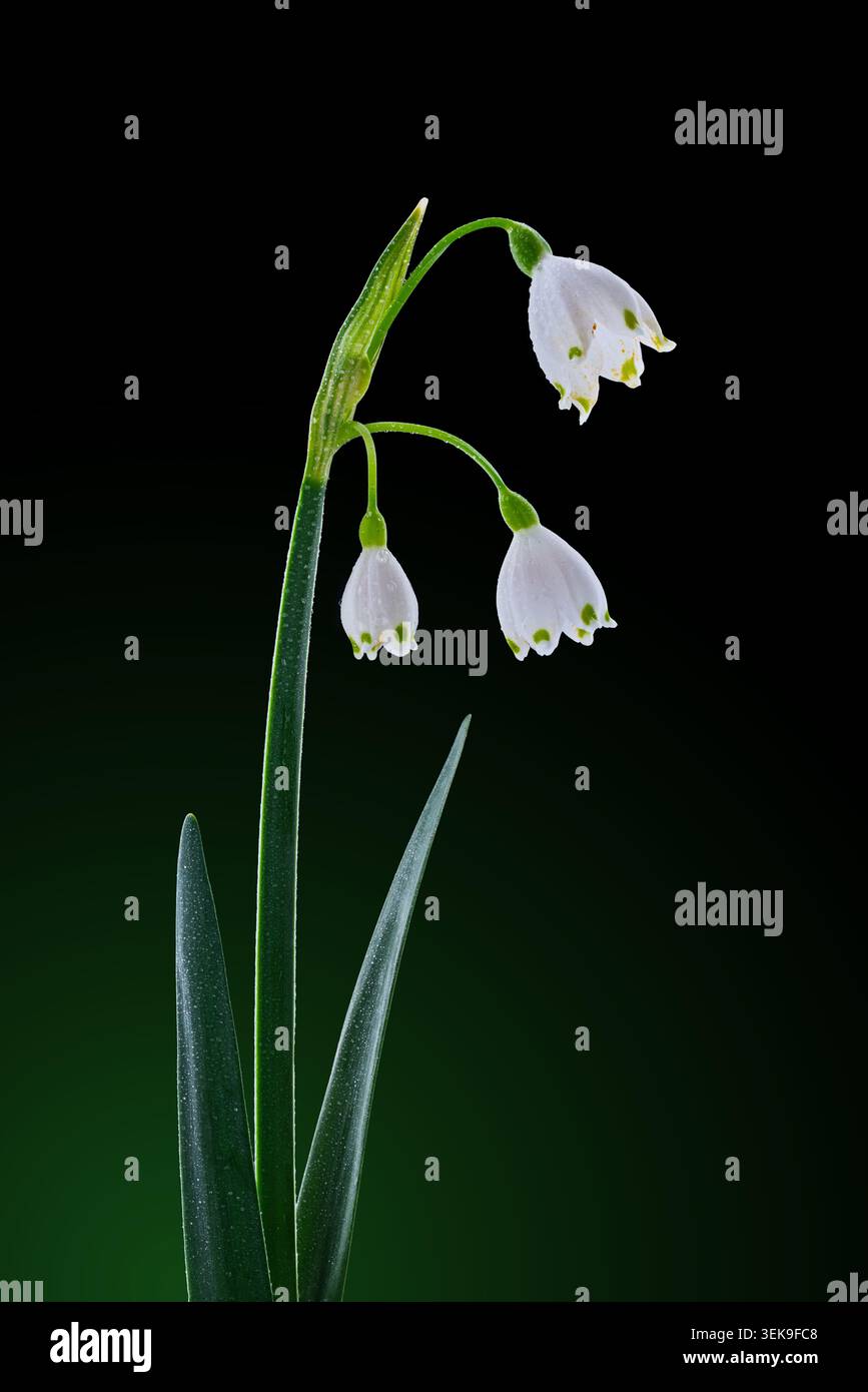 Makro der Sommer-Schneeflocken-Blumen mit Wassertropfen auf dunkelgrünem Hintergrund Stockfoto