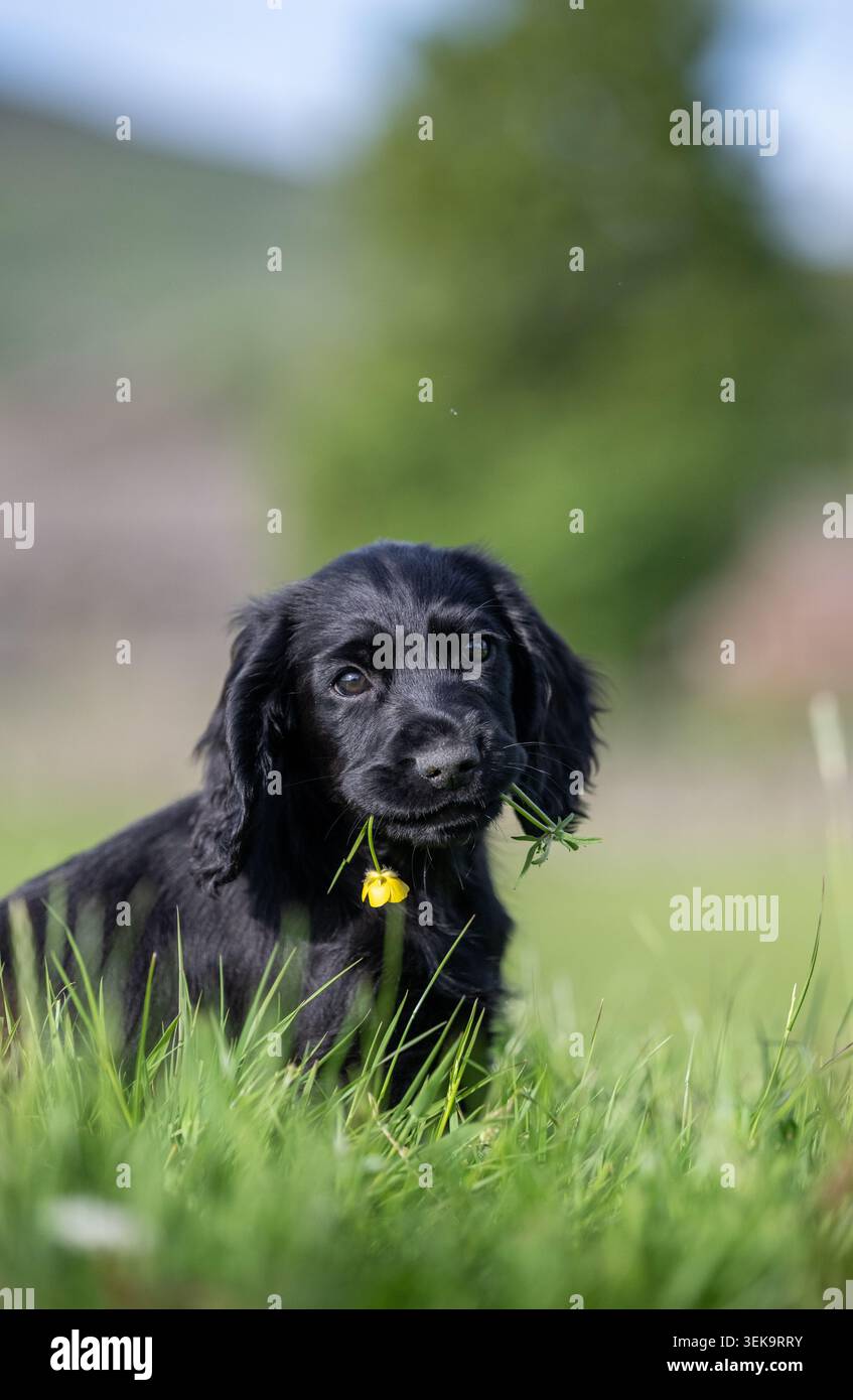 Schwarzer Cocker Spaniel-Welpe mit einer Blume im Mund. Wensleydale, North Yorkshire, Großbritannien. Stockfoto