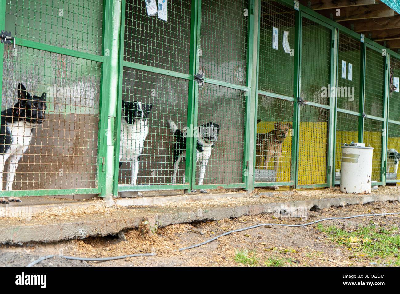 Hundehütte. Obdachloser Hund in einem Gehege hinter Gittern. Tierschutz. Adoption von Haustieren. Stockfoto