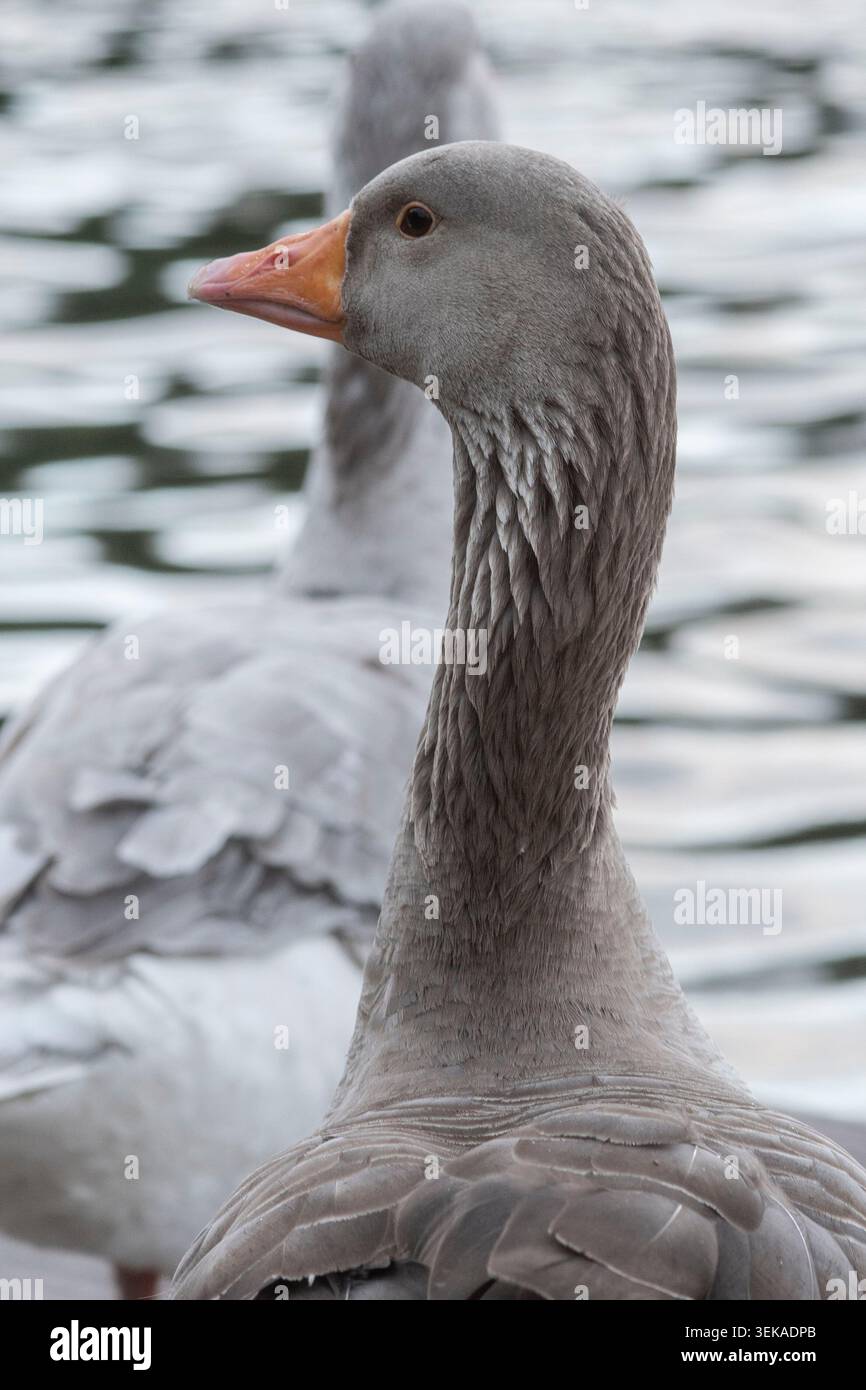 Nahporträt einer Greylag-Gans (Anser anser) mit Orangenschnabel und grauem Gefieder, die neben Wasser stehen, selektiver Fokus mit einer zweiten Gänseunschärfe Stockfoto