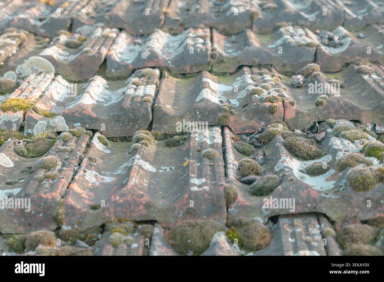 Nahaufnahme von verwitterten, mit Moos und Flechten bedeckten Lehmbachziegeln, die Textur, Verfall und veralterten Charakter auf einem rustikalen Gebäudedach zeigen. Natürliches Wachstum Stockfoto