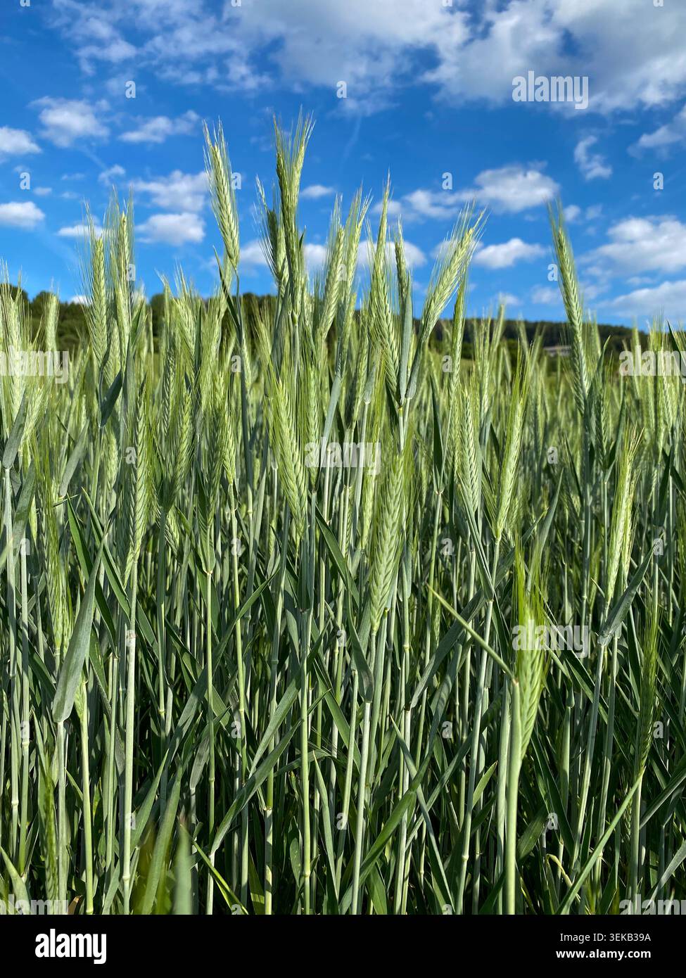 Nahaufnahme von grünen Weizenohren, die in der Landwirtschaft wachsen. Stockfoto