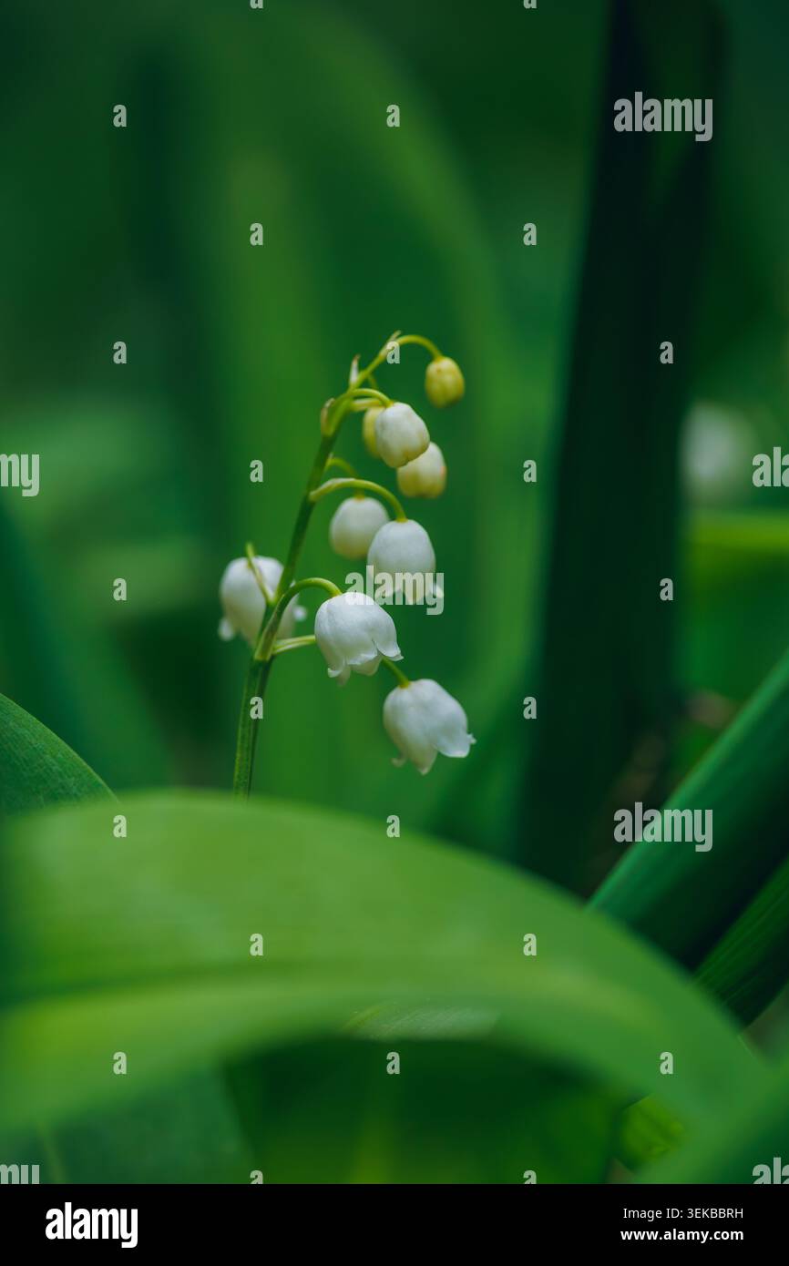 Convallaria majalis. Lily of the Valley blüht im Frühlingswald. Stockfoto