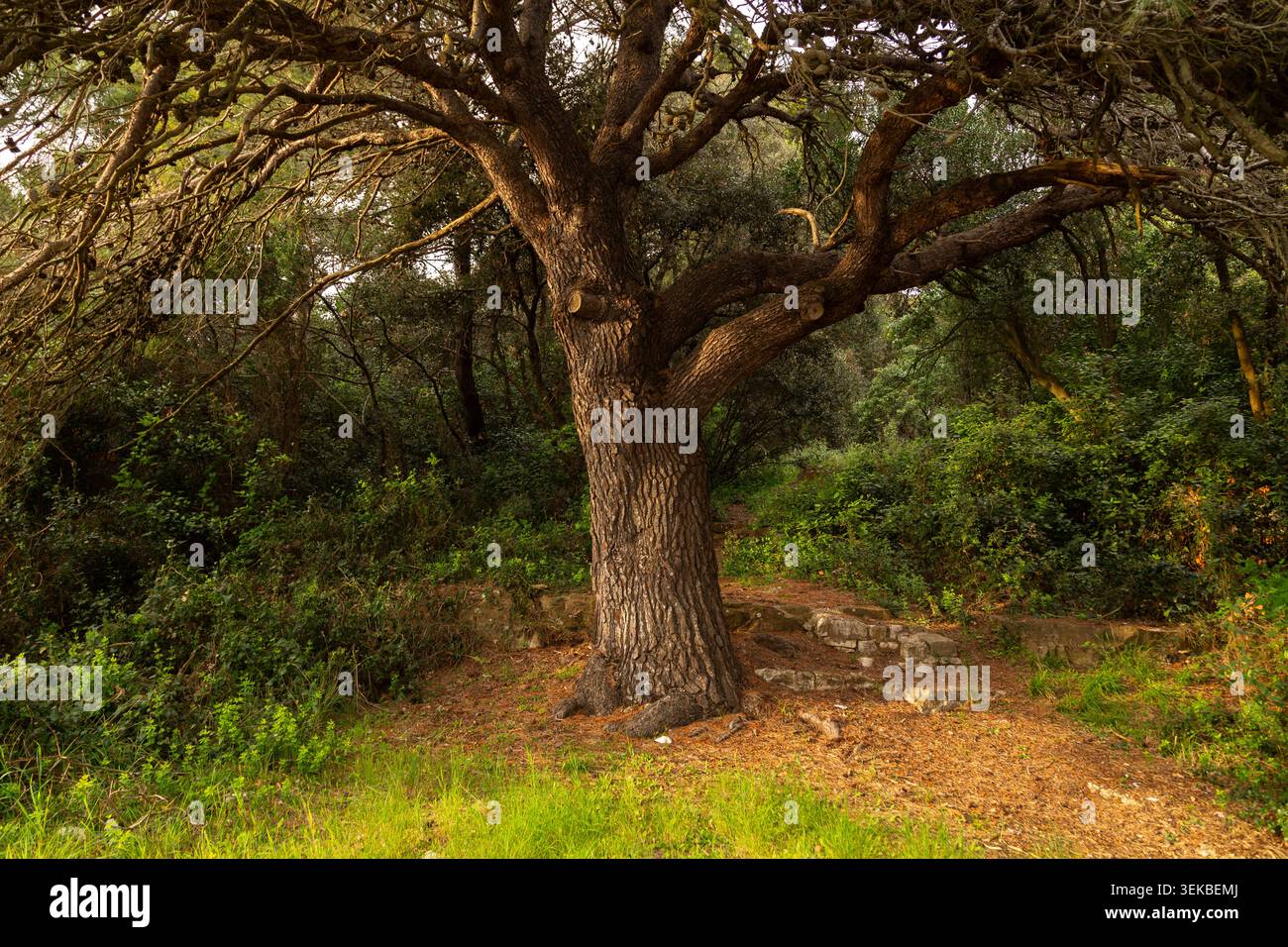 Große reife Eiche mit Steintreppen im Zlatni Rt Park Forest, Rovinj, Istrien, Kroatien. Stockfoto