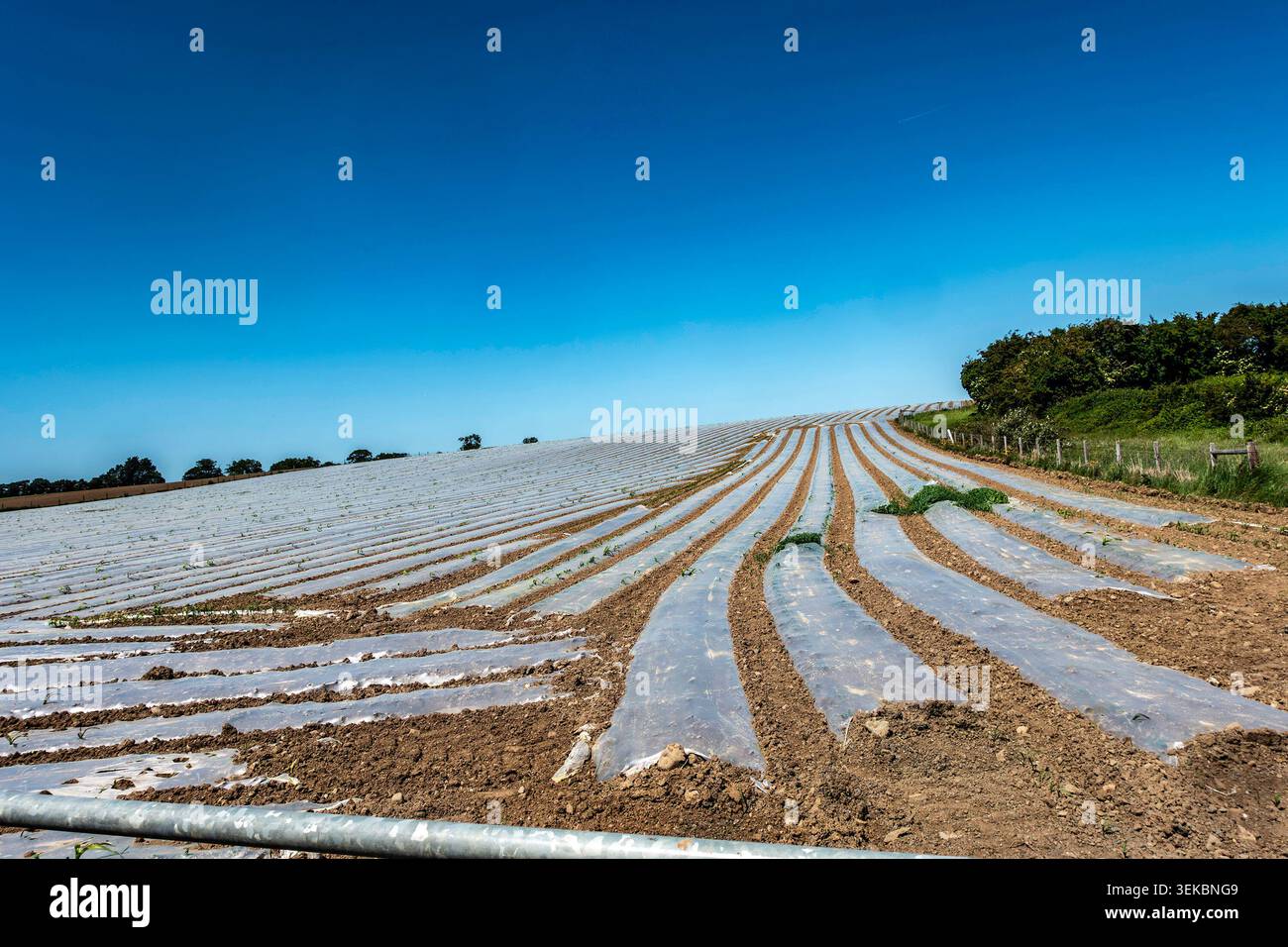 Landwirtschaftliches Feld in Julianstown, County Meath, Irland, mit Reihen junger Nutzpflanzen, die unter klarem blauem Himmel mit Mulchfolien bedeckt sind. Stockfoto