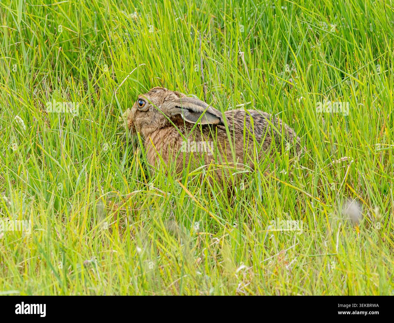 Braunhase (Lepus europaeus, Europäischer Hase), der im RSPB Wallasea Island Nature Reserve, Essex, England, Großbritannien, lebt Stockfoto