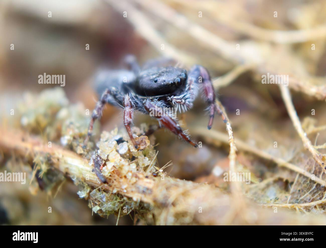 Haarige Jump Spider Stockfoto
