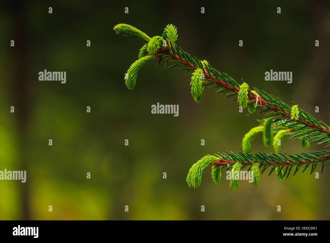 Fichtenzweig. Schöner Fichtenzweig mit Nadeln. Weihnachtsbaum in der Natur. Nahaufnahme der Fichtenansicht. Natürliche Hintergrundbilder. Stock Photo Stockfoto