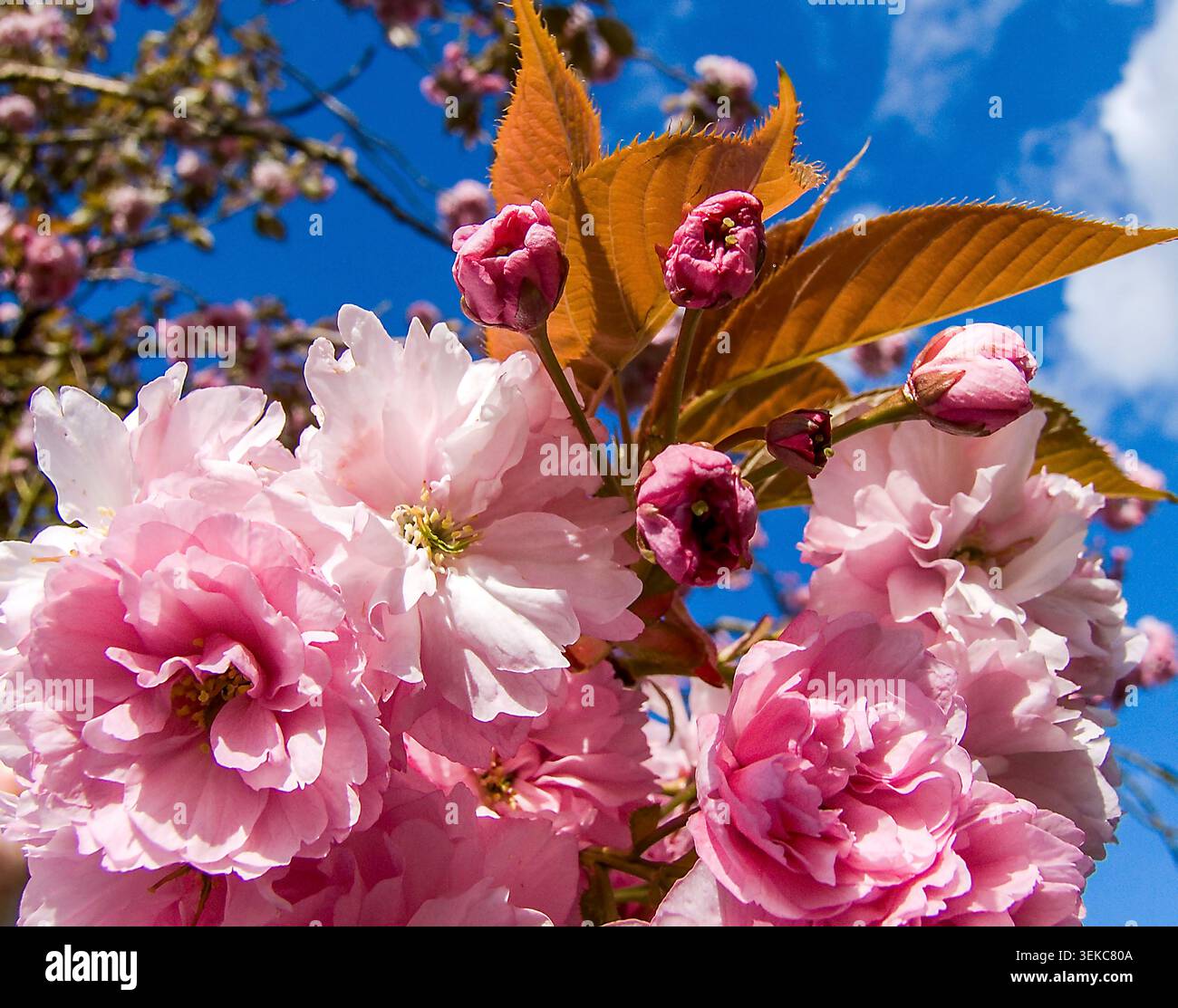 Die rosa Kirschblüten in voller Frühlingsblüte erstrecken sich bis zum strahlend blauen Himmel und halten die frische Schönheit und das Versprechen der Saison fest. Stockfoto
