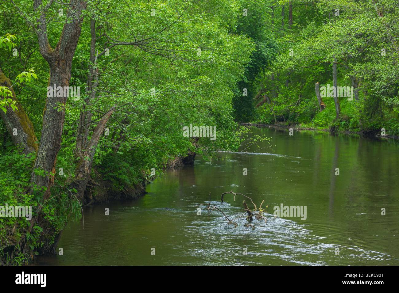 Fluss im Frühlingswald Stockfoto