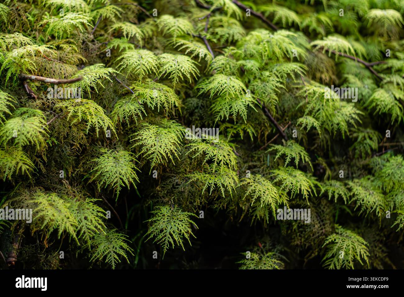 Bergfeder Moos Grün Moos Textur Hintergrund Stockfoto